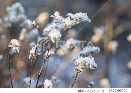 Dry fluffy flowers on a sunny winter day Dry fluffy flowers on a sunny winter day 141246021