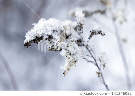 Dry frozen fluffy flower is covered with snow and frost Dry frozen fluffy flower is covered with snow and frost 141246022