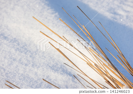 Dry reed stems create elegant shadows on a snowdrift Dry reed stems create elegant shadows on a snowdrift 141246023