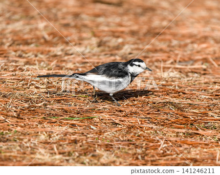 A white wagtail walking slowly A white wagtail walking slowly 141246211