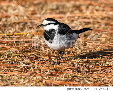 A white wagtail on the ground A white wagtail on the ground 141246212