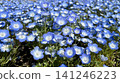 Nemophila field: Beautiful blue flowers shining in the sunlight 141246223