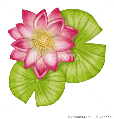 Watercolor pink lotus flower with green leaves. Hand drawn botanical composition of blooming water lily. Floral illustration for yoga, spa, meditation and zen designs Watercolor pink lotus flower with green leaves. Hand drawn botanical composition of blooming water lily. Floral illustration for yoga, spa, meditation and zen designs 141246335