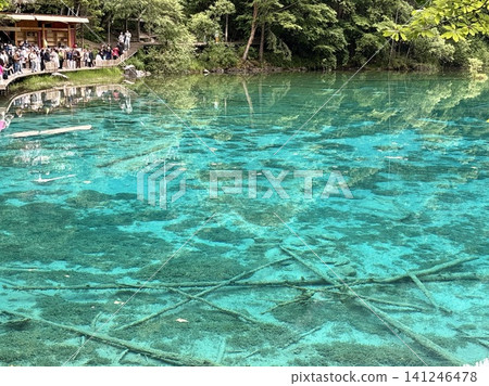 Five Flower Sea and Submerged Trees Five Flower Sea and Submerged Trees 141246478