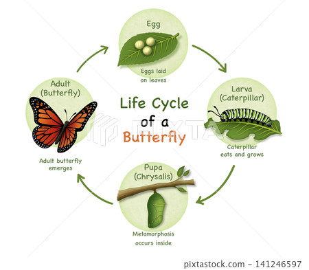 Educational entomology diagram illustrating monarch butterfly life cycle stage. Visualizing complete metamorphosis process including egg on leaf, larva caterpillar, pupa chrysalis, and adult Educational entomology diagram illustrating monarch butterfly life cycle stage. Visualizing complete metamorphosis process including egg on leaf, larva caterpillar, pupa chrysalis, and adult 141246597