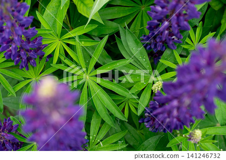A Vibrant Display of Purple Lupine Flowers Surrounded by Lush Green Leaves in a Natural Setting Emphasizing the Beauty of Flora and Nature's Palette A Vibrant Display of Purple Lupine Flowers Surrounded by Lush Green Leaves in a Natural Setting Emphasizing the Beauty of Flora and Nature's Palette 141246732