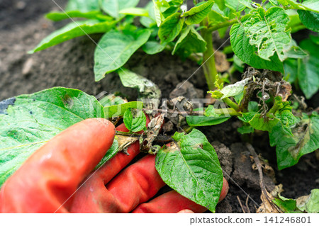 A Close-Up Look at Potato Plant Disease and Its Impact on Crop Health in the Garden, Highlighting the Importance of Proper Gardening Techniques and Maintenance A Close-Up Look at Potato Plant Disease and Its Impact on Crop Health in the Garden, Highlighting the Importance of Proper Gardening Techniques and Maintenance 141246801