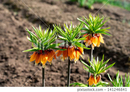 Vibrant Orange Flowers with Striking Green Foliage Blooming Against a Natural Earthy Background in a Garden Setting Vibrant Orange Flowers with Striking Green Foliage Blooming Against a Natural Earthy Background in a Garden Setting 141246841