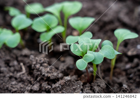 Vibrant Green Seedlings Emerging from Rich Dark Soil, Symbolizing New Growth and the Promise of Nature's Renewal in a Healthy Ecosystem 141246842