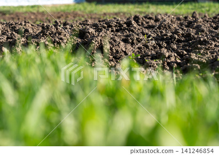 A Close-Up View of Freshly Tilled Soil and Lush Grass in a Vibrant Agricultural Landscape Under Clear Blue Skies A Close-Up View of Freshly Tilled Soil and Lush Grass in a Vibrant Agricultural Landscape Under Clear Blue Skies 141246854