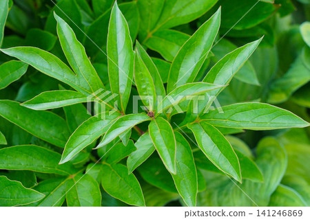 A Close-Up View of Lush Green Leaves, Showcasing Their Vibrant Color, Unique Texture, and Natural Patterns in a Fresh and Healthy Environment A Close-Up View of Lush Green Leaves, Showcasing Their Vibrant Color, Unique Texture, and Natural Patterns in a Fresh and Healthy Environment 141246869
