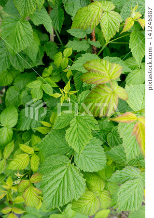 Lush Green Foliage with Intricate Leaf Patterns Highlighting the Diversity and Beauty of Nature's Flora 141246887