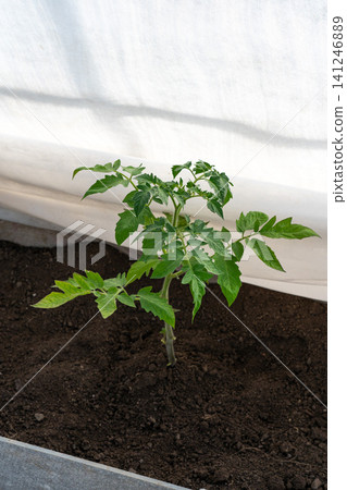 Growing a Young Tomato Plant in a Greenhouse Environment with Rich Soil for Optimal Growth and Development Growing a Young Tomato Plant in a Greenhouse Environment with Rich Soil for Optimal Growth and Development 141246889