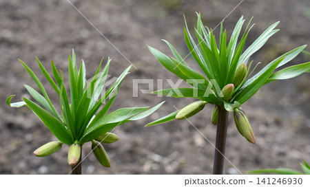 Vibrant Green Budding Plants Displaying Fresh Leaves and Flower Buds in a Natural Garden Environment Vibrant Green Budding Plants Displaying Fresh Leaves and Flower Buds in a Natural Garden Environment 141246930