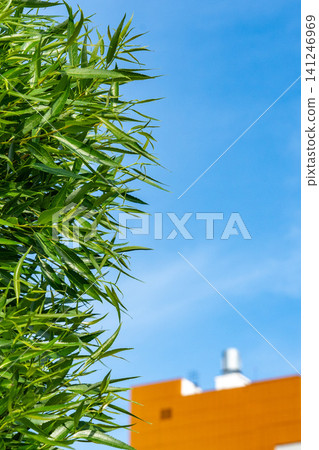 Lush Green Bamboo Against a Clear Blue Sky and Orange Building in the Background Lush Green Bamboo Against a Clear Blue Sky and Orange Building in the Background 141246969