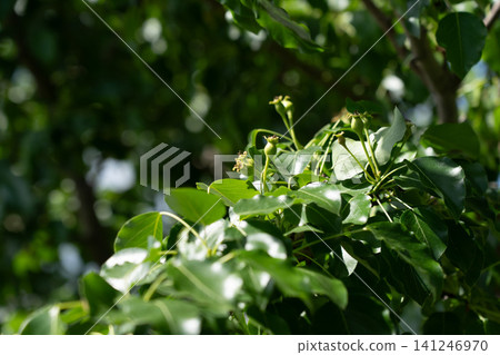 Lush Green Leaves Against a Soft Focus Background, Highlighting Nature's Beauty and Vibrancy Lush Green Leaves Against a Soft Focus Background, Highlighting Nature's Beauty and Vibrancy 141246970