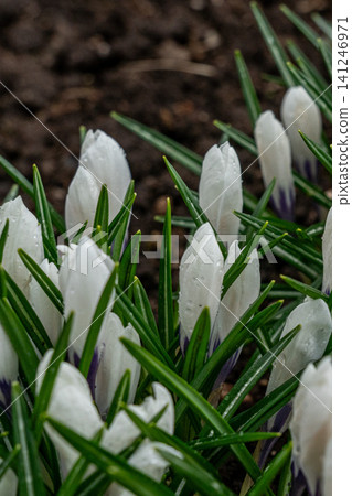 A Close-Up View of Delicate White Crocus Flowers Emerging with Dew on Lush Green Leaves, Signifying the Arrival of Spring A Close-Up View of Delicate White Crocus Flowers Emerging with Dew on Lush Green Leaves, Signifying the Arrival of Spring 141246971