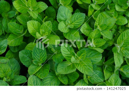 Vibrant Green Mint Leaves: A Refreshing Display of Nature's Aromatic Herb in Full Bloom, Showcasing its Exquisite Texture and Lush Foliage Vibrant Green Mint Leaves: A Refreshing Display of Nature's Aromatic Herb in Full Bloom, Showcasing its Exquisite Texture and Lush Foliage 141247025