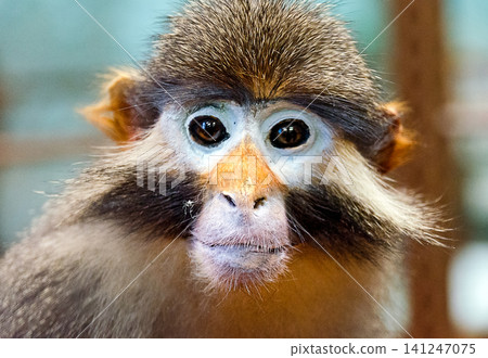 red-eared monkey red-eared monkey 141247075
