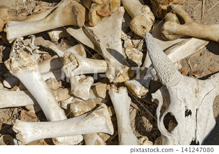 bones of cattles bones of cattles 141247080