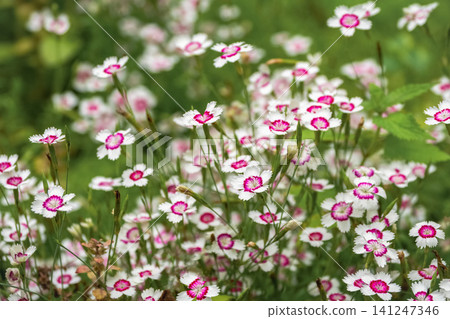 white Dianthus deltoides 'Arctic Fire' flowers with vibrant pink centers blooming in a summer garden. white Dianthus deltoides 'Arctic Fire' flowers with vibrant pink centers blooming in a summer garden. 141247346