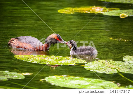 Horned Grebe (Podiceps auritus) feeding its chick on a pond with water lilies. 141247347