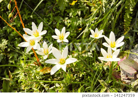 White rain lilies blooming in Nepal White rain lilies blooming in Nepal 141247359