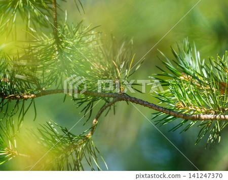 Close-up of a pine tree branch with green needles in bright golden sunlight on a blurred natural forest background. Close-up of a pine tree branch with green needles in bright golden sunlight on a blurred natural forest background. 141247370