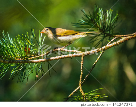 Western Bonelli's Warbler (Phylloscopus bonelli) on a conifer branch. Small European passerine bird in the wild. Western Bonelli's Warbler (Phylloscopus bonelli) on a conifer branch. Small European passerine bird in the wild. 141247371