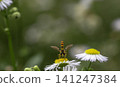 Hoverfly on a white daisy flower in a green meadow in Georgia, Caucasus region 141247384