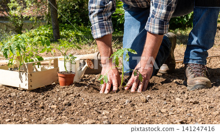 Planting tomato seedlings in the ground by hand. Agriculture. Planting tomato seedlings in the ground by hand. Agriculture. 141247416