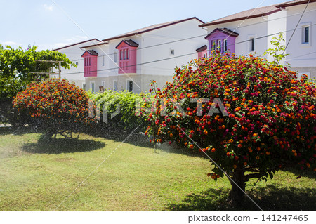 Summer landscape of a country plot, flowering bushes against the background of houses, green lawn, automatic irrigation. Backyard. 141247465