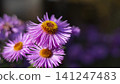 Erigeron speciosus.A type of fleabane daisy, likely the cultivar 'Pink Jewel'  141247483