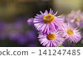 Erigeron speciosus.A type of fleabane daisy, likely the cultivar 'Pink Jewel'  141247485