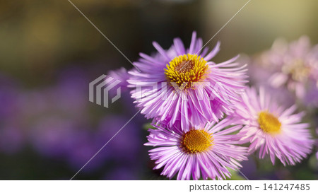 Erigeron speciosus.A type of fleabane daisy, likely the cultivar 'Pink Jewel'  141247485