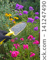 Garden seed green manure fertilizer manures compost. Hand with a shovel 141247490