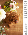 Cute little toy poodle or maltipoo puppy sitting on flowers background 141247495