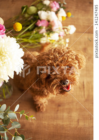 Cute little toy poodle or maltipoo puppy sitting on flowers background Cute little toy poodle or maltipoo puppy sitting on flowers background 141247495