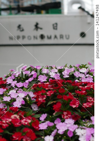 山上公園的玫瑰園,可欣賞海港景色 山上公園的玫瑰園,可欣賞海港景色 141247498