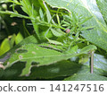 蚱蜢，盛夏的昆蟲 141247516