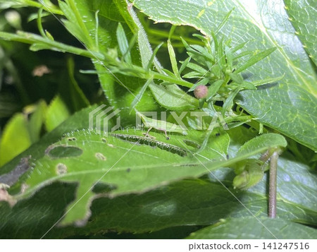 Grasshoppers, insects of midsummer Grasshoppers, insects of midsummer 141247516