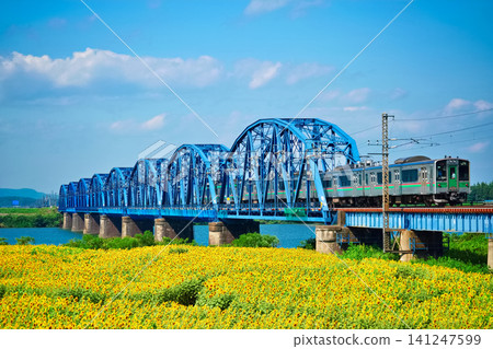 大熊花田裡的向日葵和駛過阿武隈川大橋的火車（宮城縣渡裡郡渡裡町） 141247599