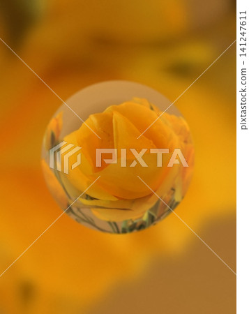 Tulip 141247611