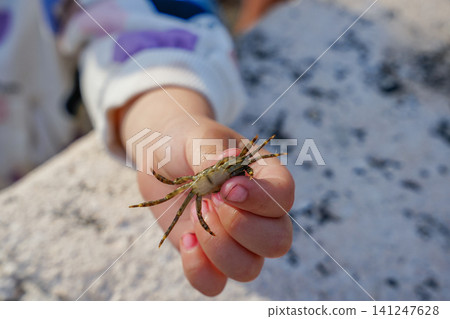 Child Hand Holding Small Live Crab at Seaside Close Up Child Hand Holding Small Live Crab at Seaside Close Up 141247628