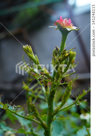 A severely damaged rose bush with gnawed leaves, on which a young green cutworm caterpillar is resting. Agricultural pests and their consequences, protection from damage. A severely damaged rose bush with gnawed leaves, on which a young green cutworm caterpillar is resting. Agricultural pests and their consequences, protection from damage. 141248115