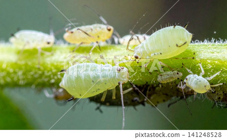 Green aphids on plant stem macro close-up Green aphids on plant stem macro close-up 141248528
