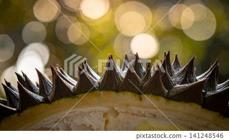 Close-up of spiky durian rind with soft bokeh background Close-up of spiky durian rind with soft bokeh background 141248546