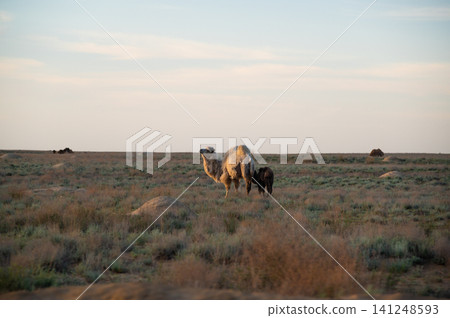 Bactrian camels walking across a vast grassland landscape at sunset Bactrian camels walking across a vast grassland landscape at sunset 141248593