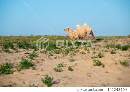 Camel walking across sandy desert landscape with sparse vegetation Camel walking across sandy desert landscape with sparse vegetation 141248594