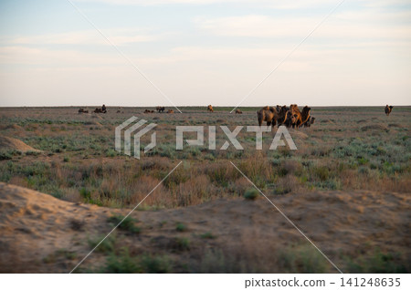 Herd of camels grazing on grassland under a clear sky at sunset Herd of camels grazing on grassland under a clear sky at sunset 141248635